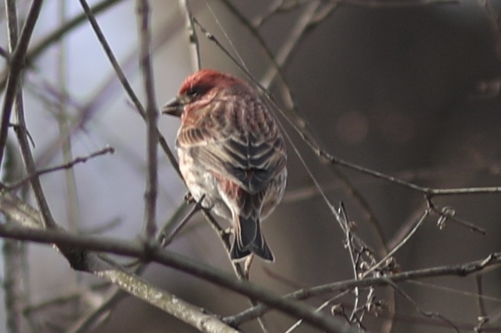 Purple Finch - ML529677381