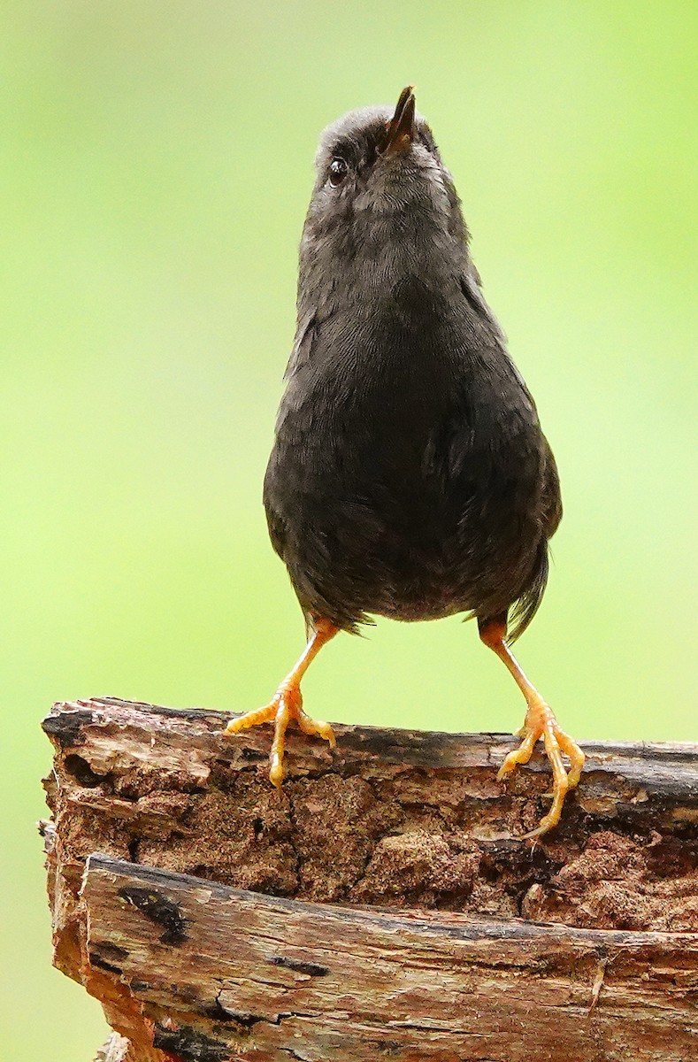 Magellantapaculo - ML529677891