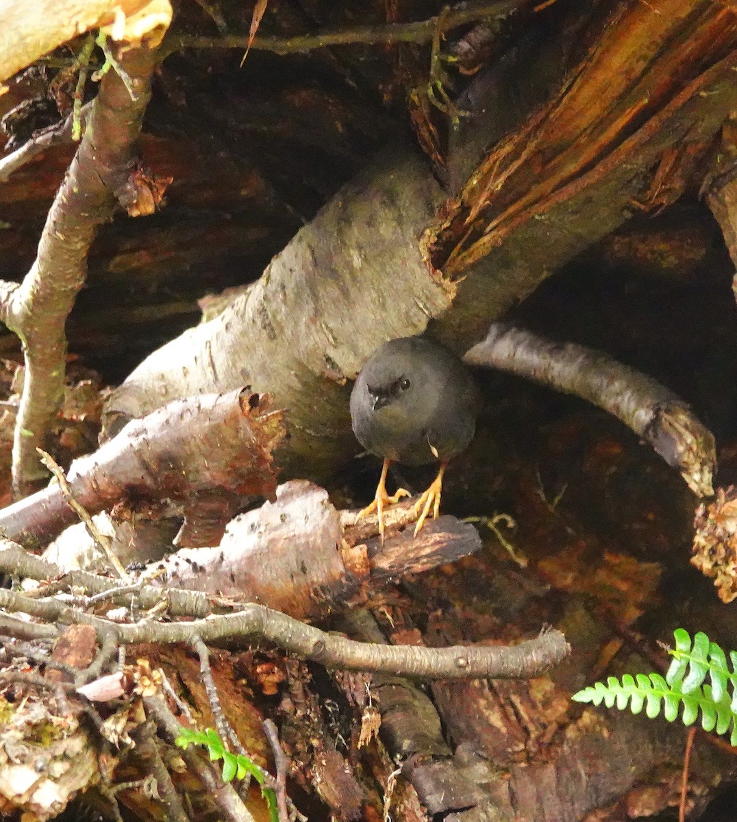 Magellanic Tapaculo - Kathleen Horn