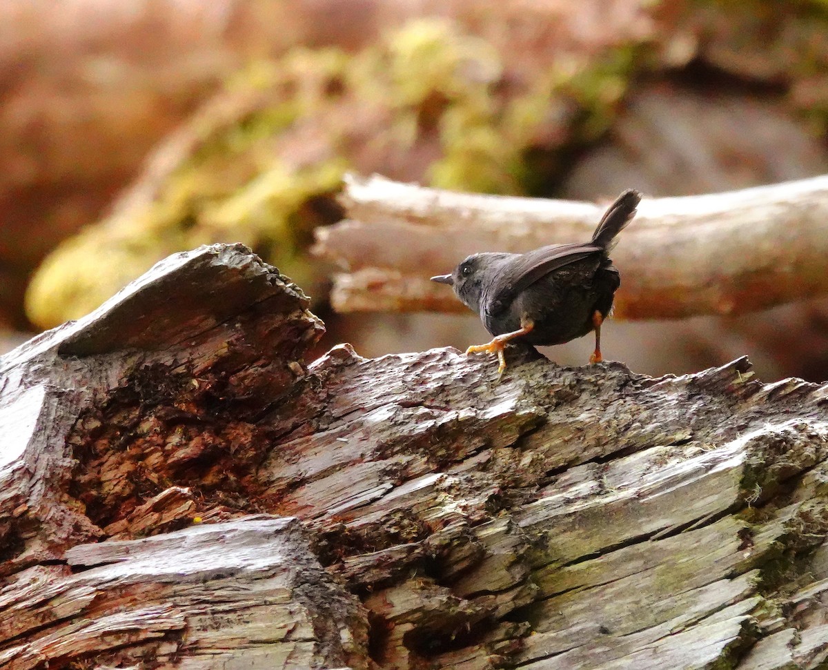 Magellanic Tapaculo - Kathleen Horn