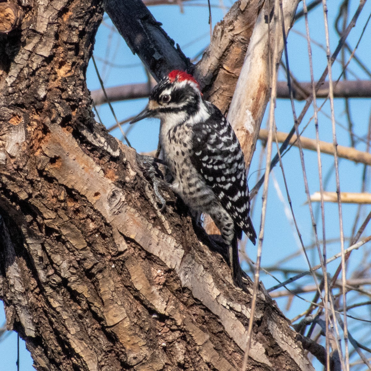 Nuttall's Woodpecker - Levi Ashe