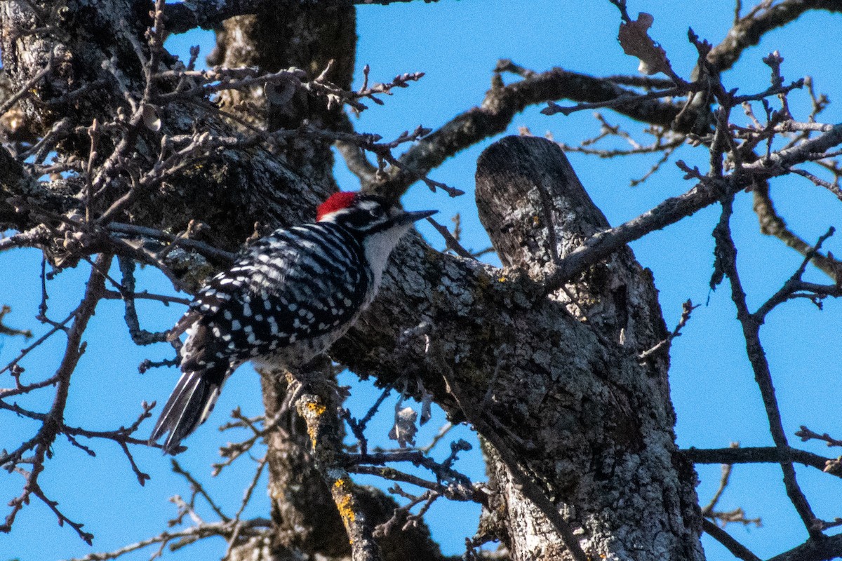 Nuttall's Woodpecker - ML529678231