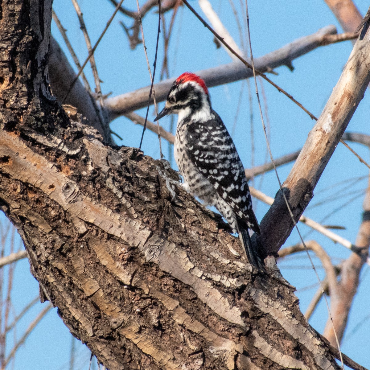 Nuttall's Woodpecker - ML529678241