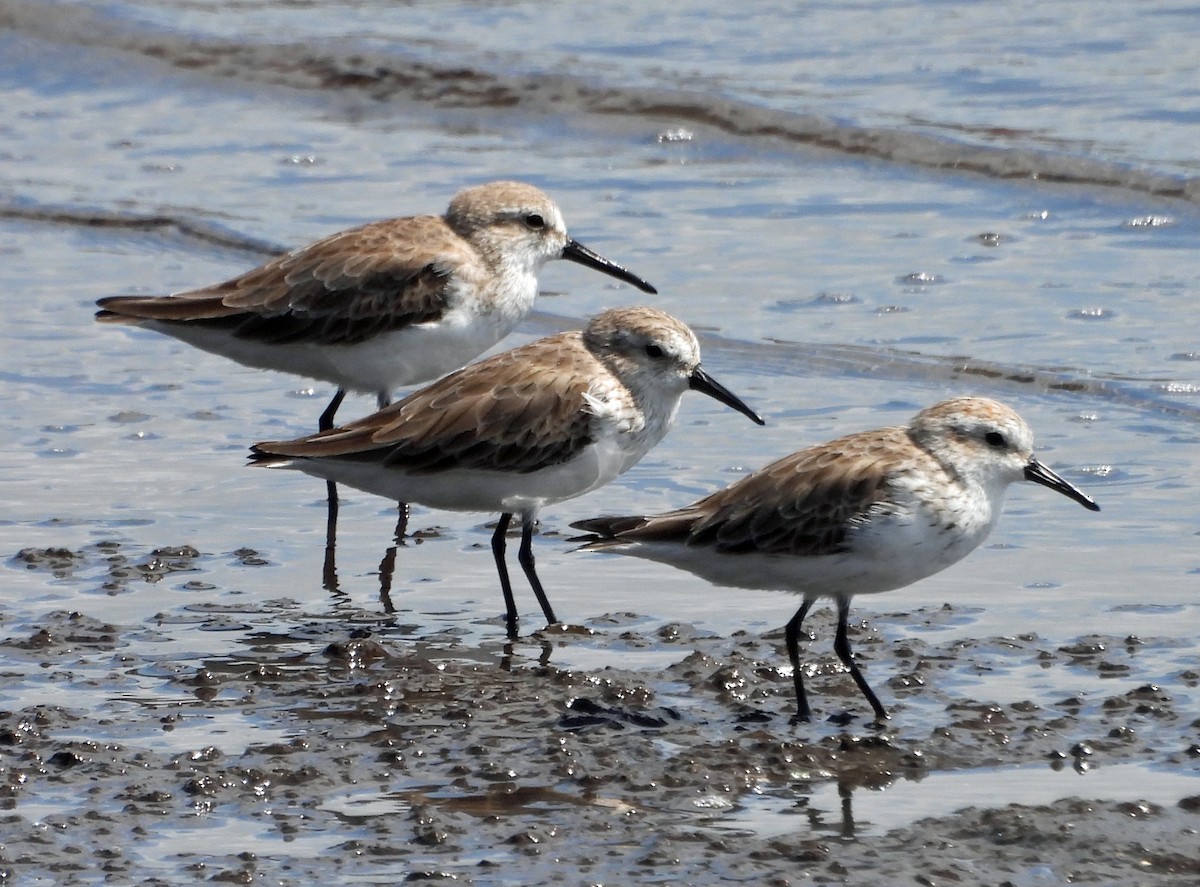 Bergstrandläufer - ML529680231