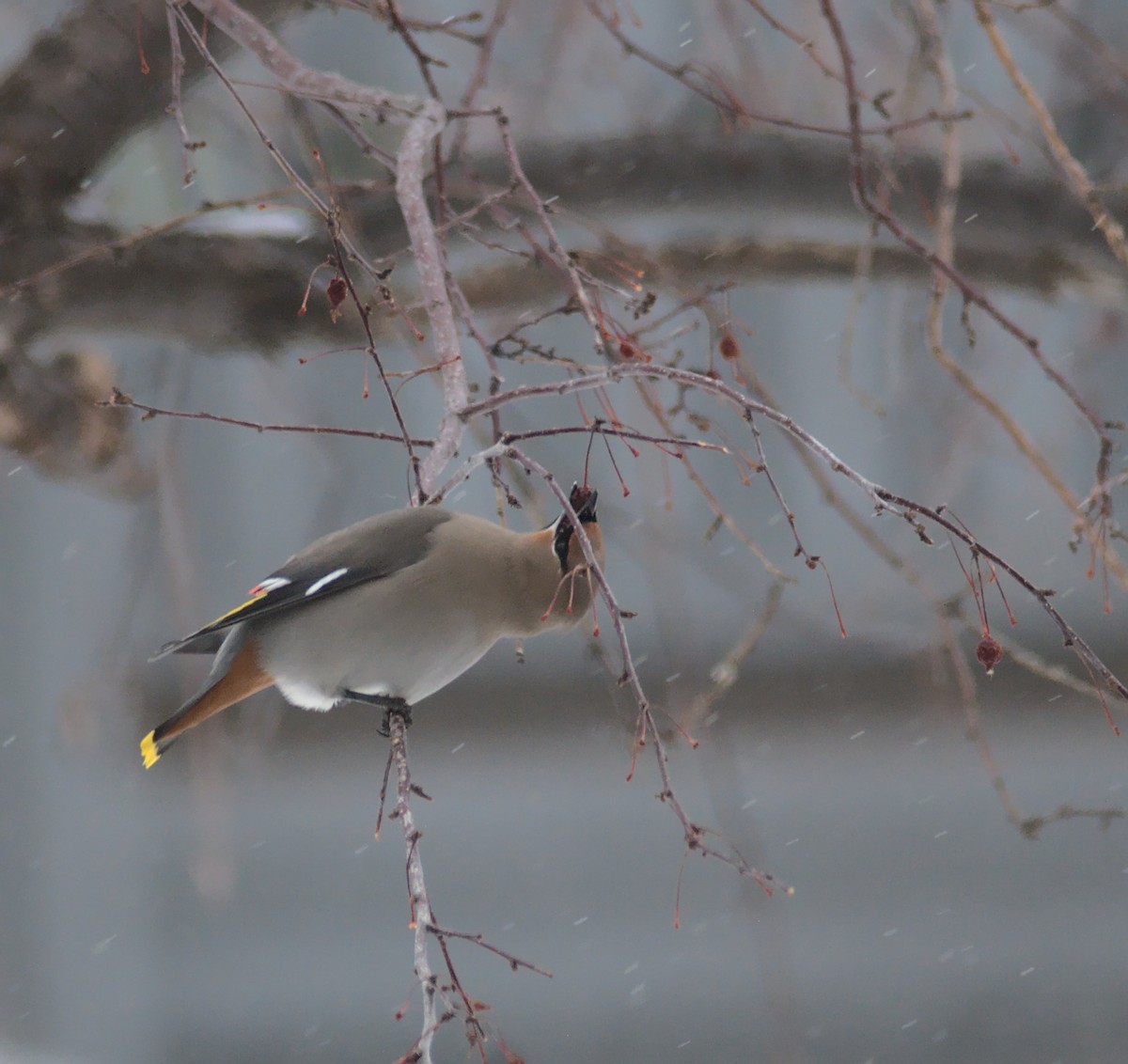 Bohemian Waxwing - ML529681121