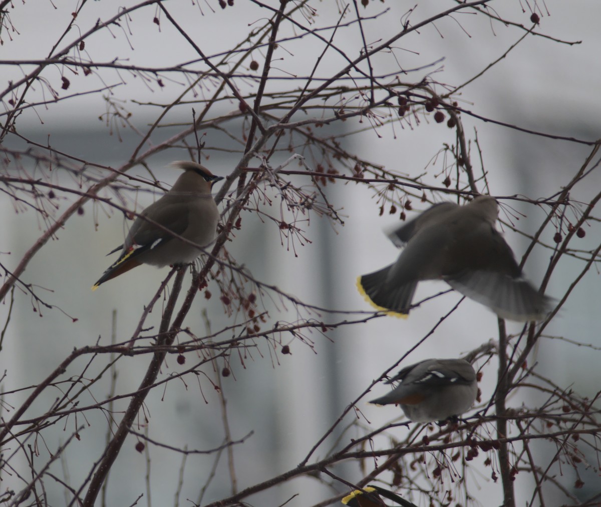 Bohemian Waxwing - ML529681191