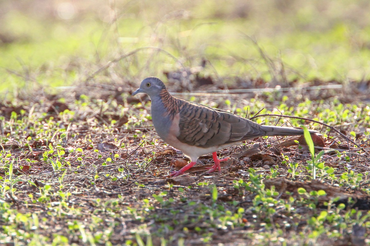 Bar-shouldered Dove - ML529681841