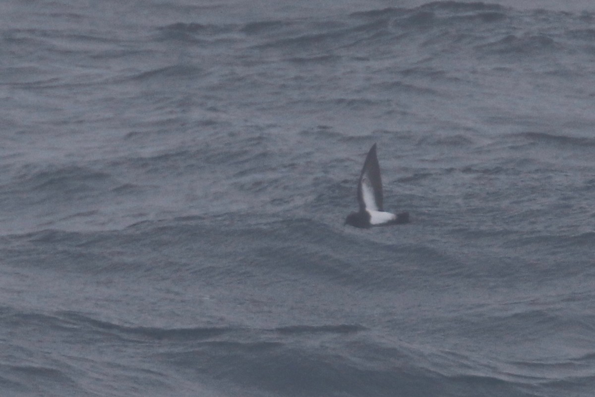 Black-bellied Storm-Petrel - Alvan Buckley