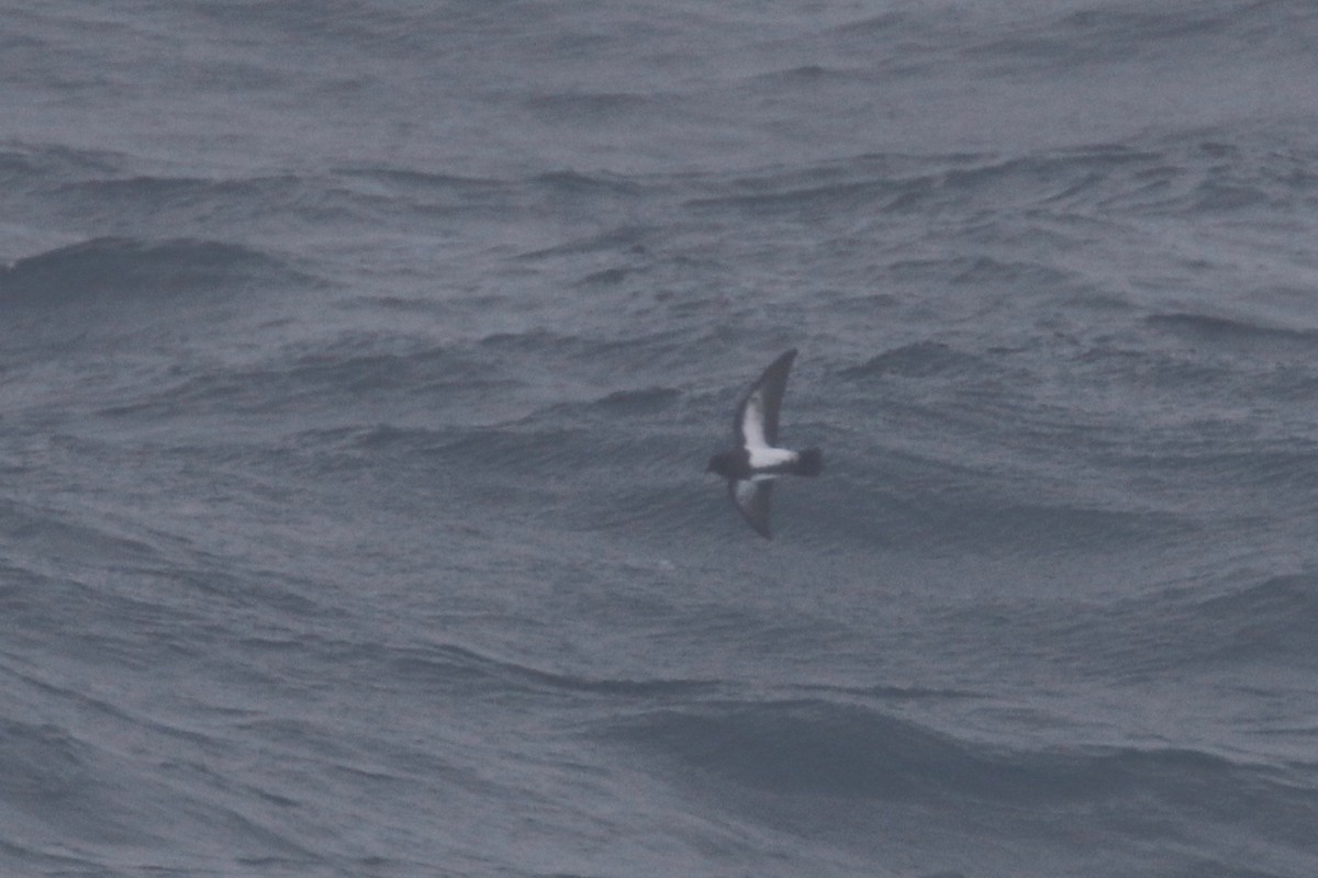 Black-bellied Storm-Petrel - Alvan Buckley