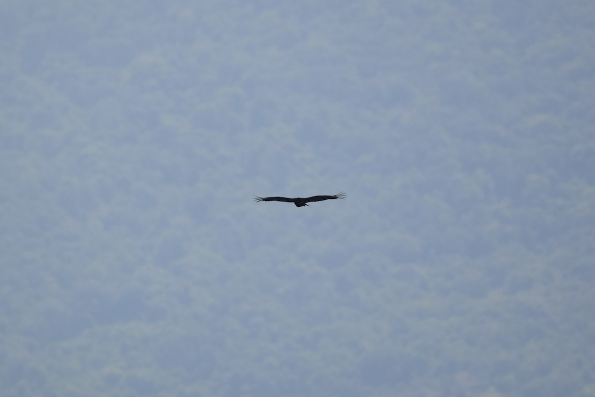 Black Vulture - ML529684651