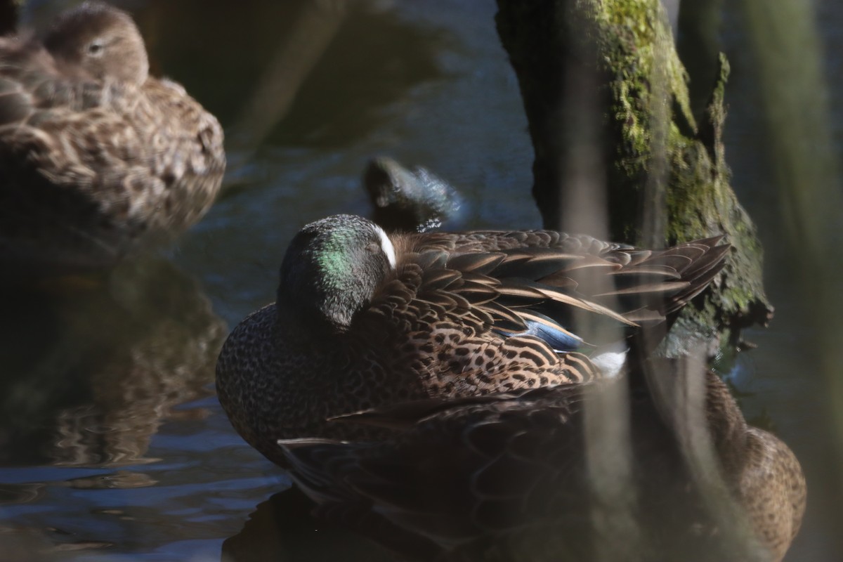 Blue-winged Teal - ML529684751