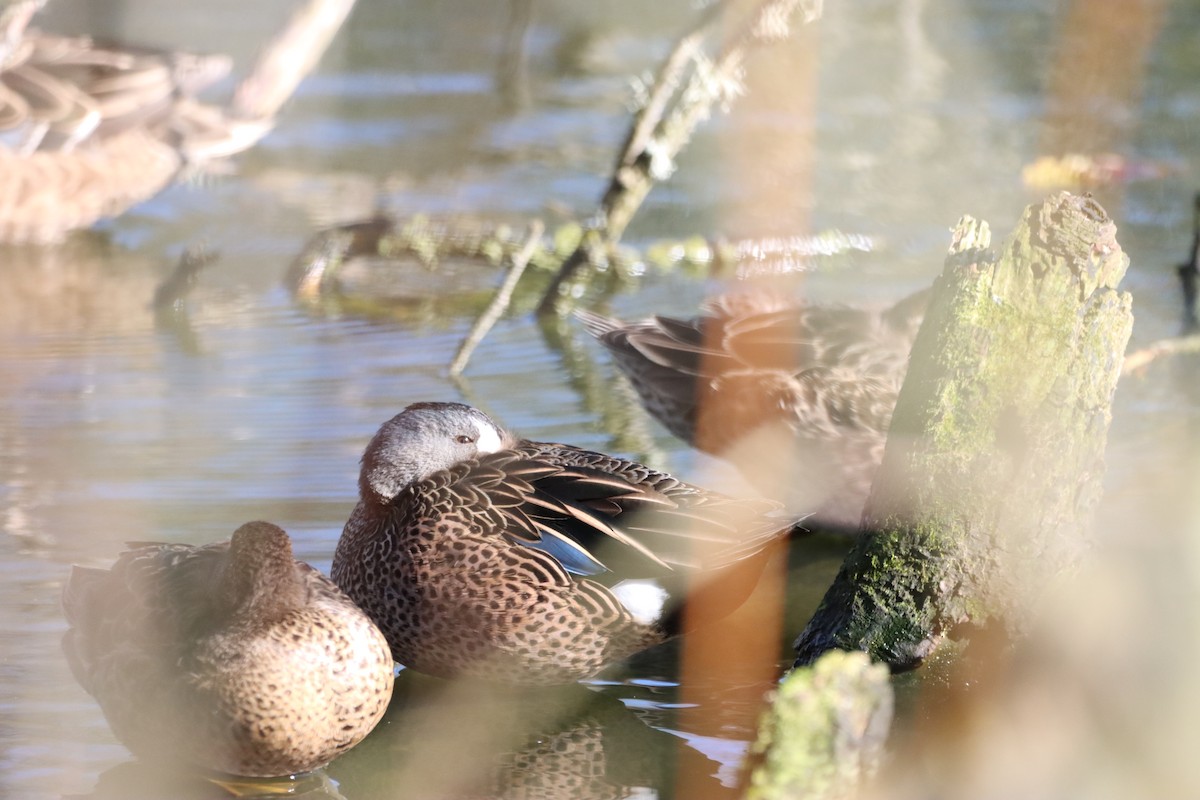 Blue-winged Teal - ML529684761