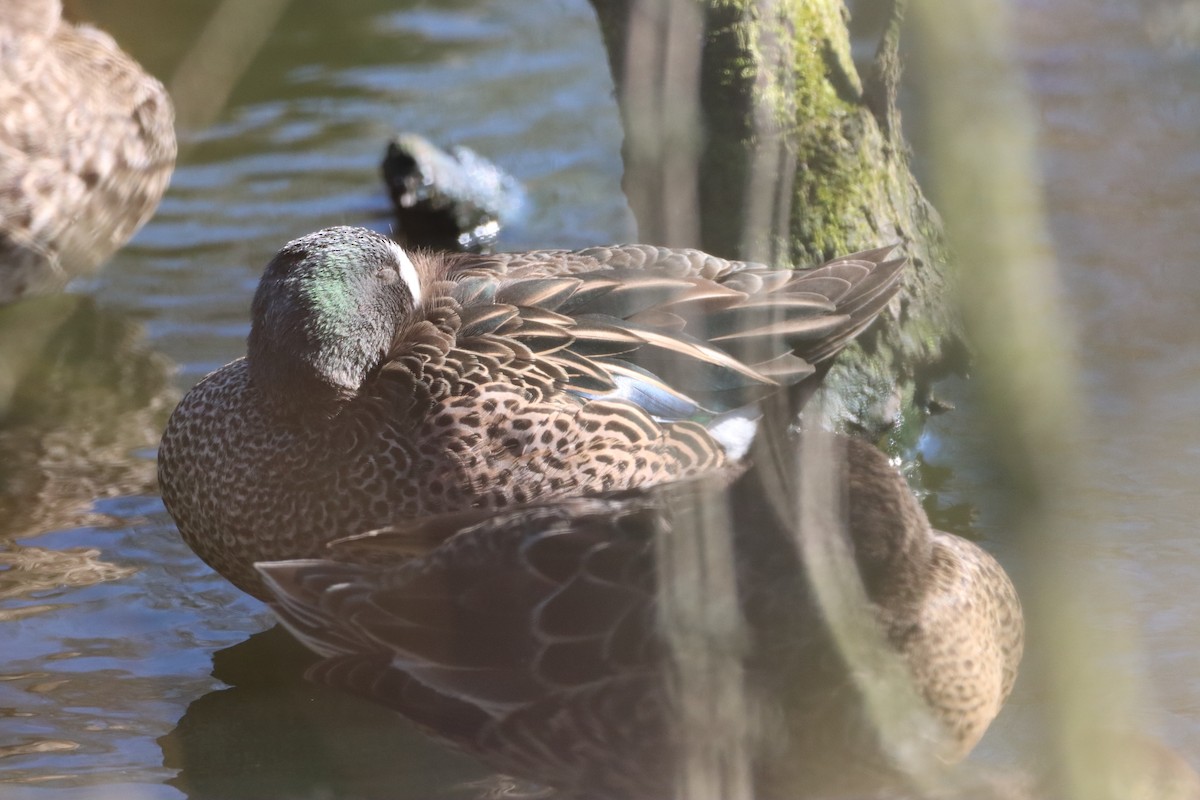 Blue-winged Teal - ML529684771