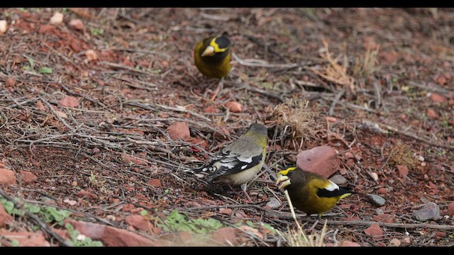 Evening Grosbeak - ML529685171