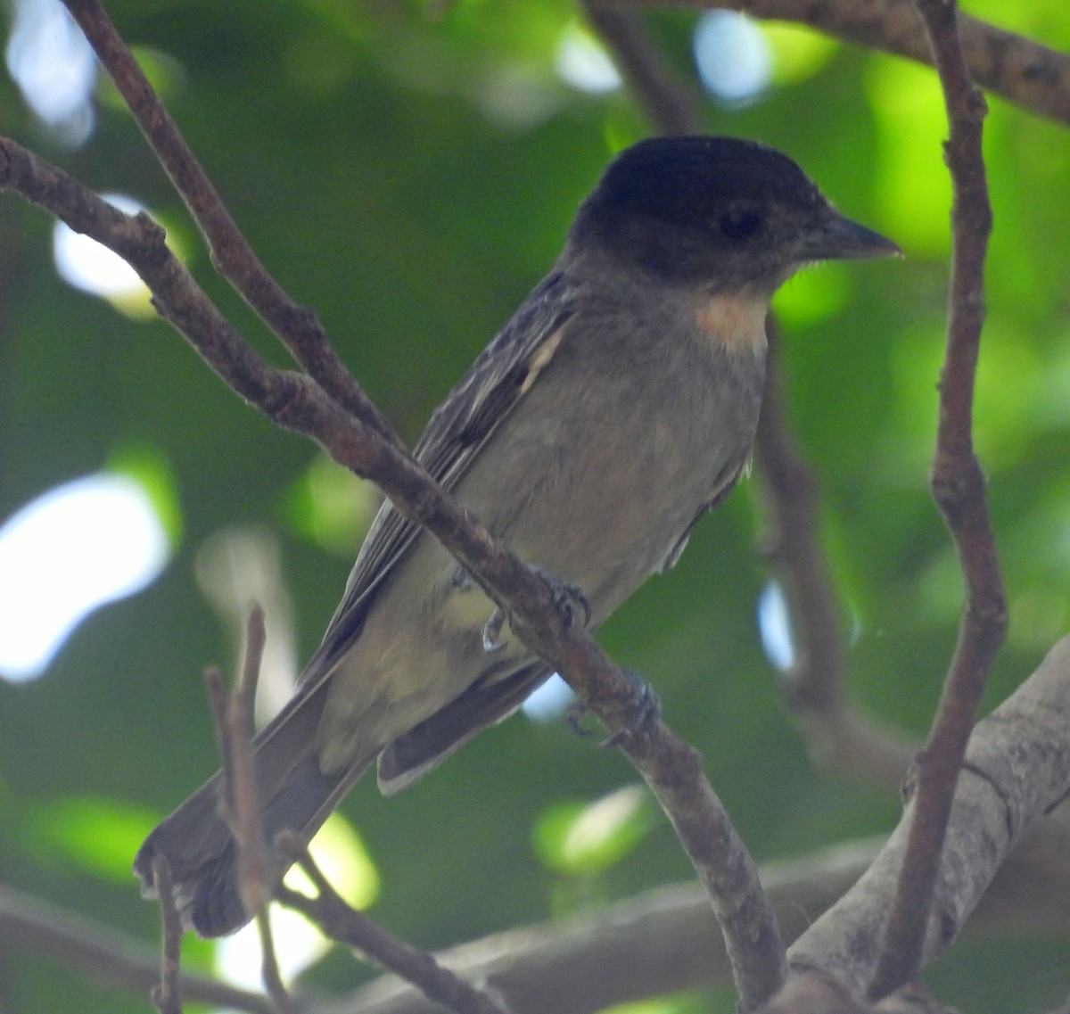 Rose-throated Becard - ML529685781