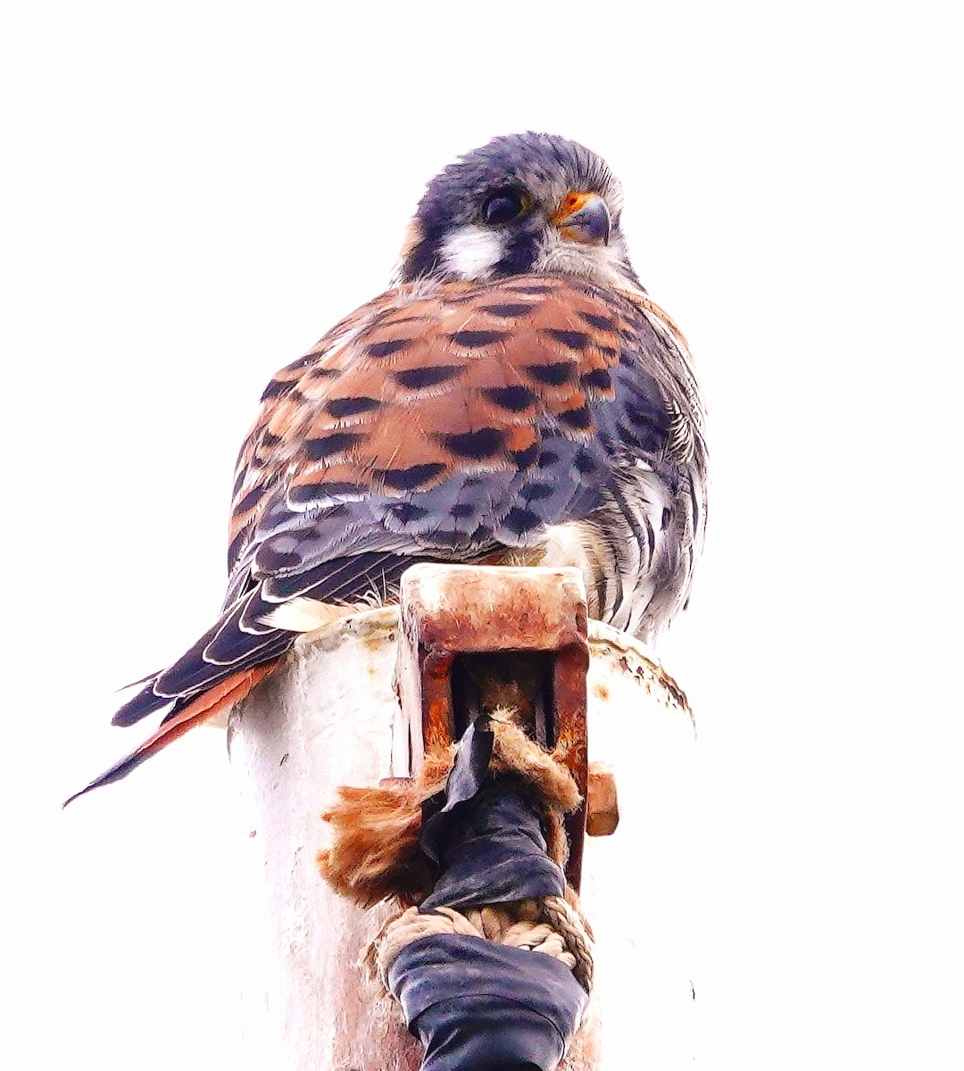 American Kestrel - ML529686031