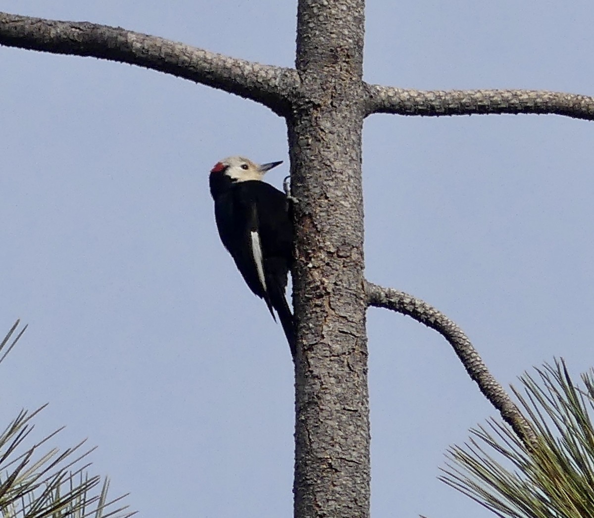 White-headed Woodpecker - Ginger Hays