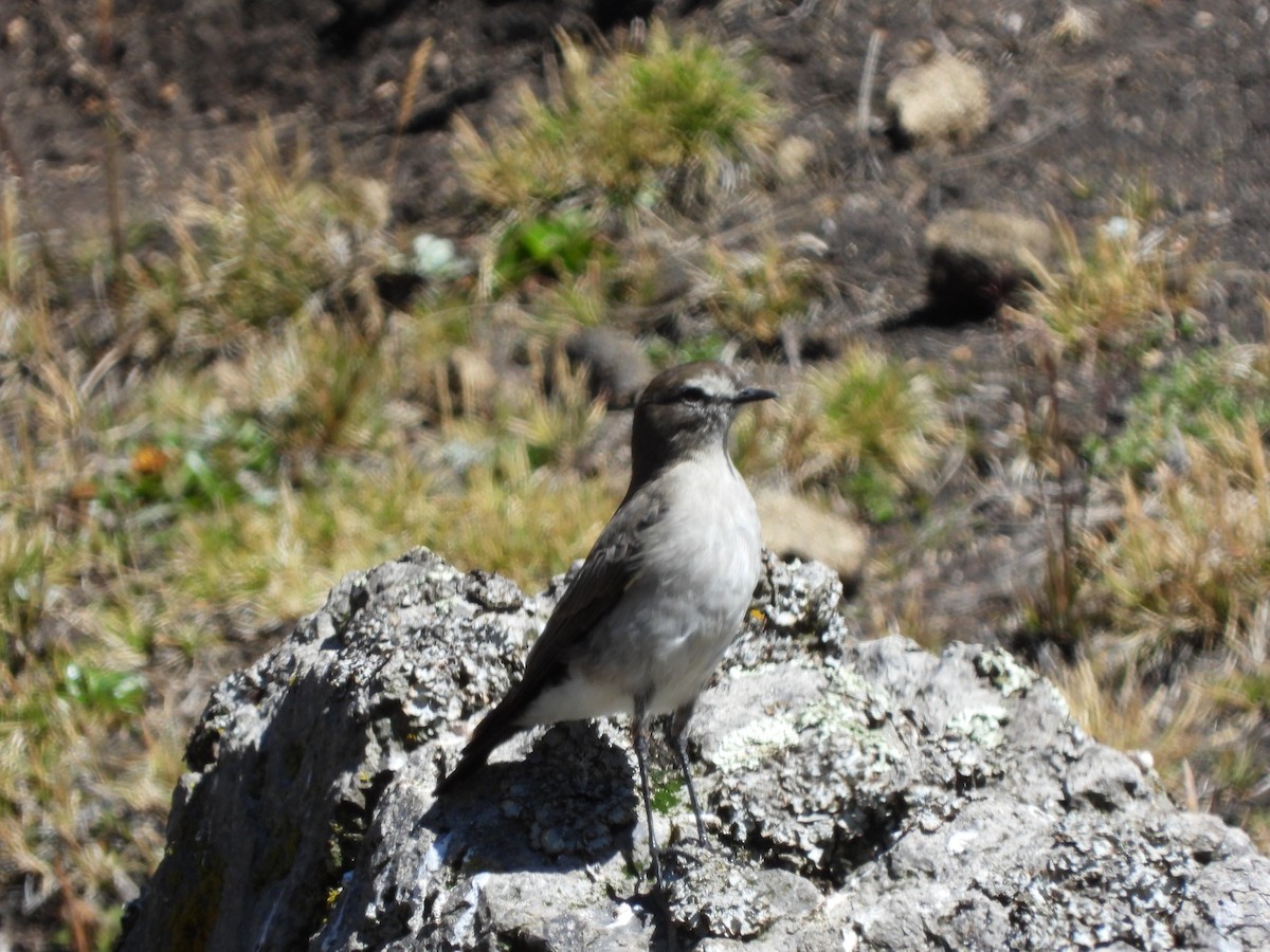 Plain-capped Ground-Tyrant - ML529687651