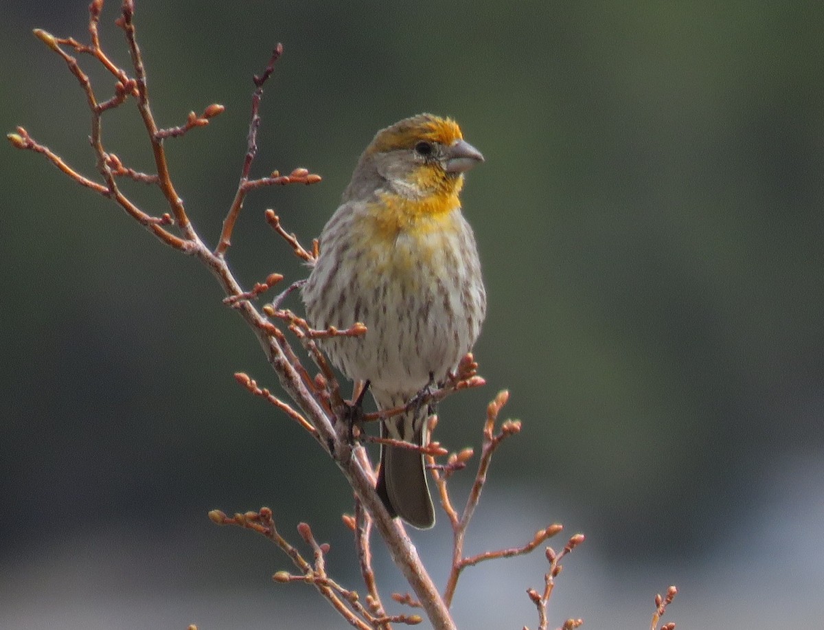 House Finch - ML52968861