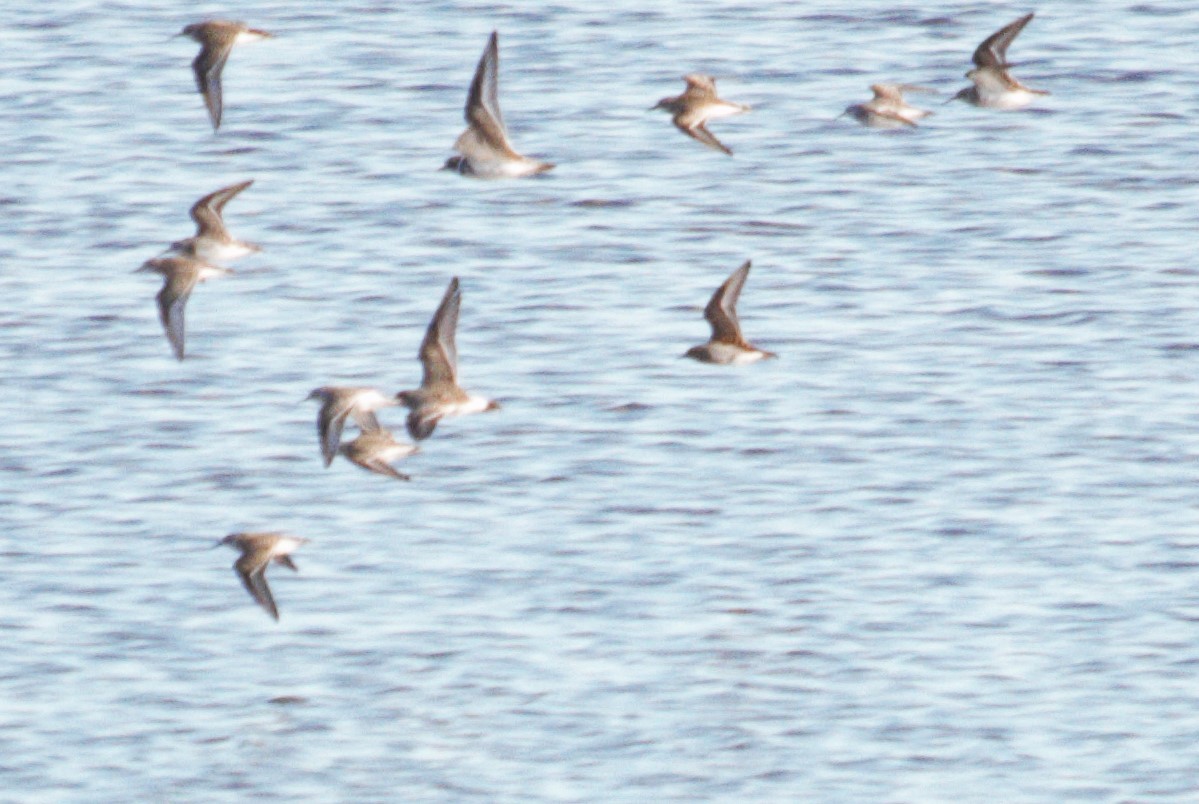 Little Stint - ML529688721