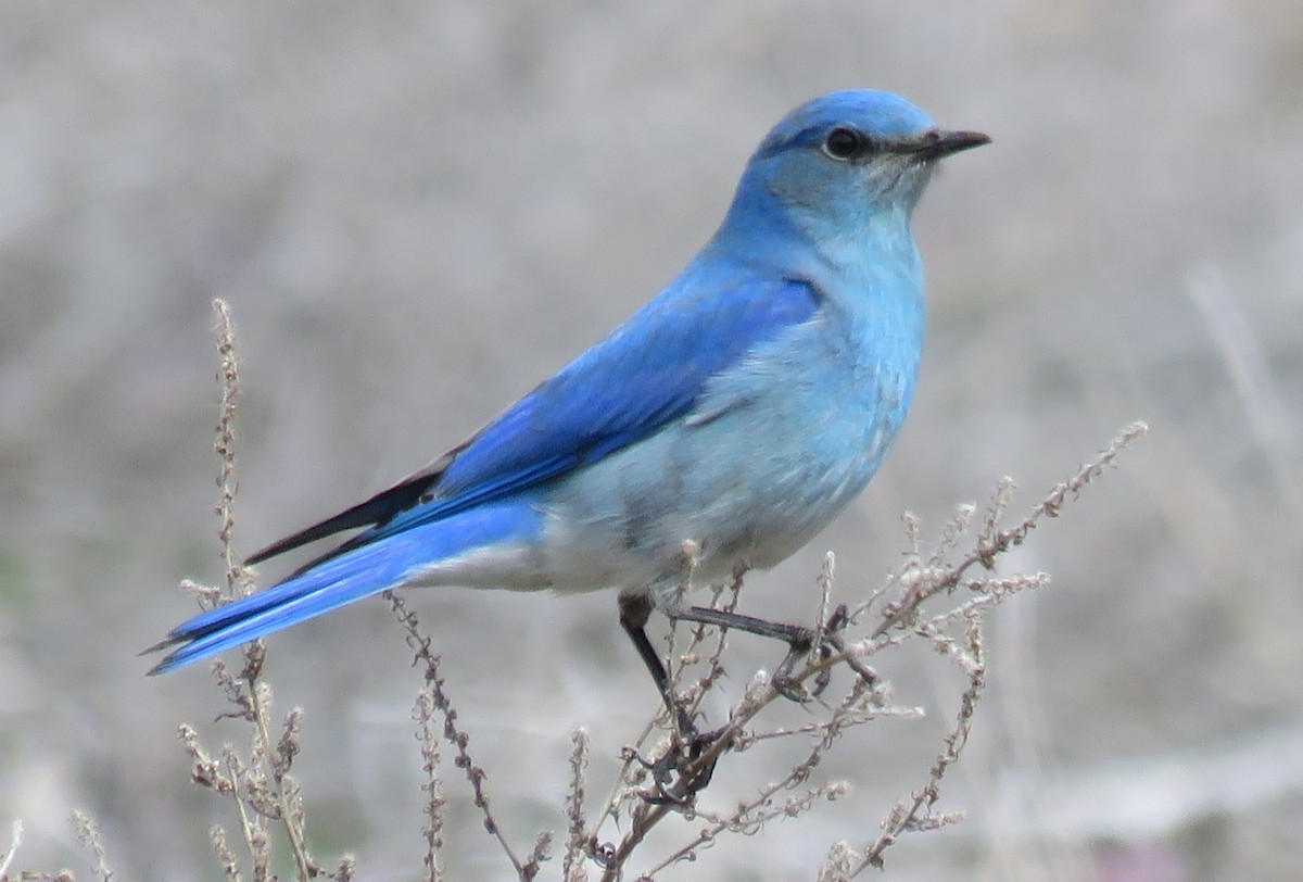 Mountain Bluebird - Byron Greco