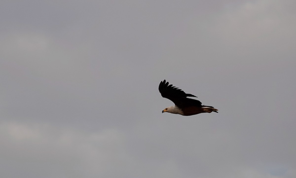 African Fish-Eagle - ML529690171
