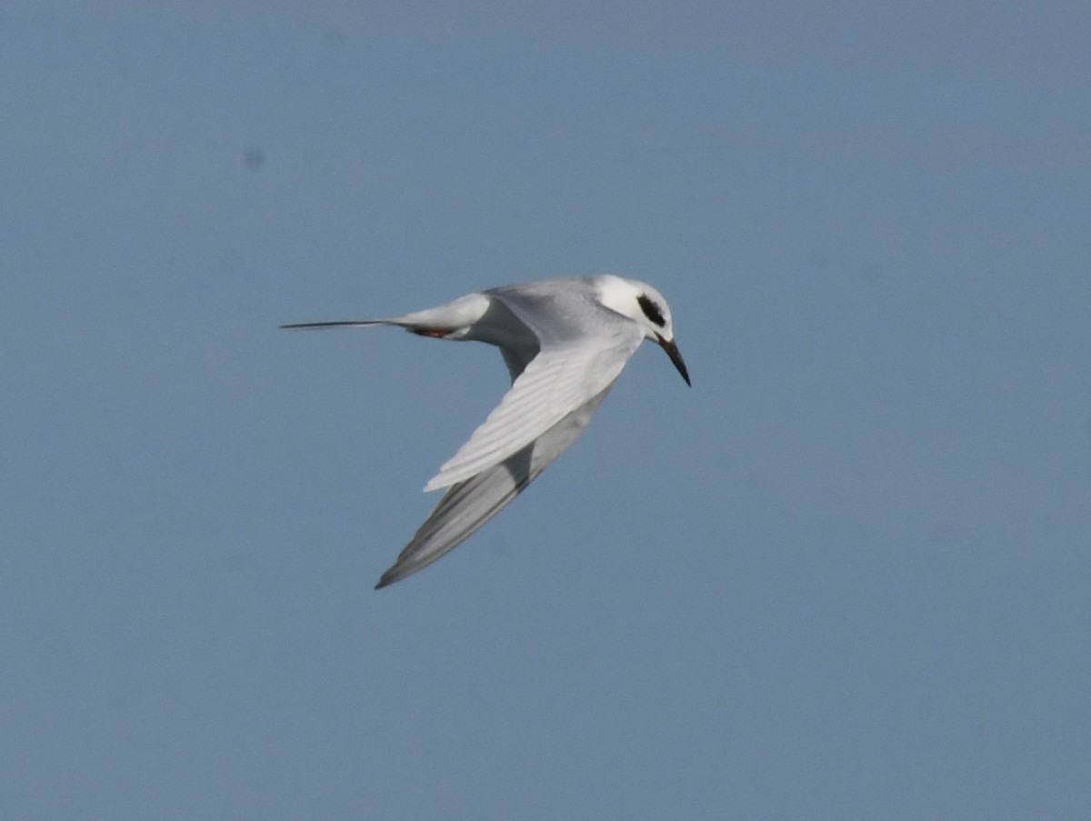 Forster's Tern - ML529691161