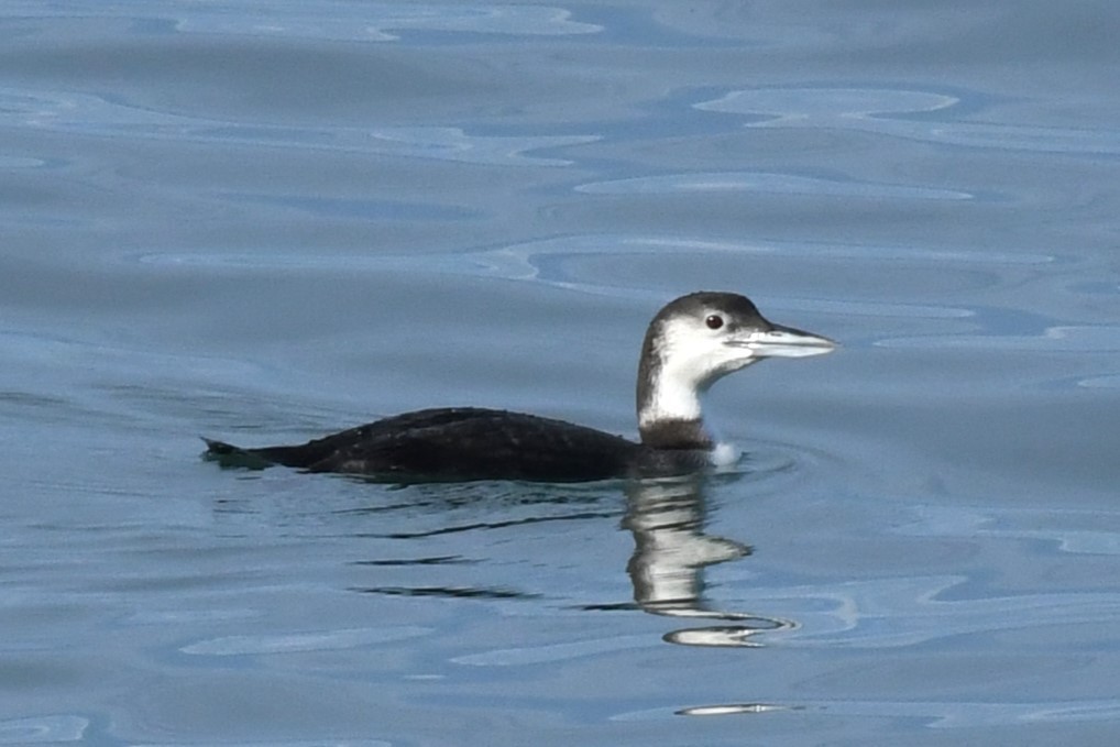 Common Loon - David True