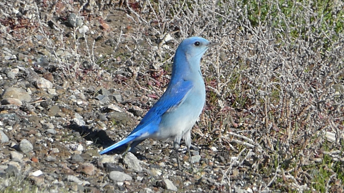 Mountain Bluebird - ML529692341