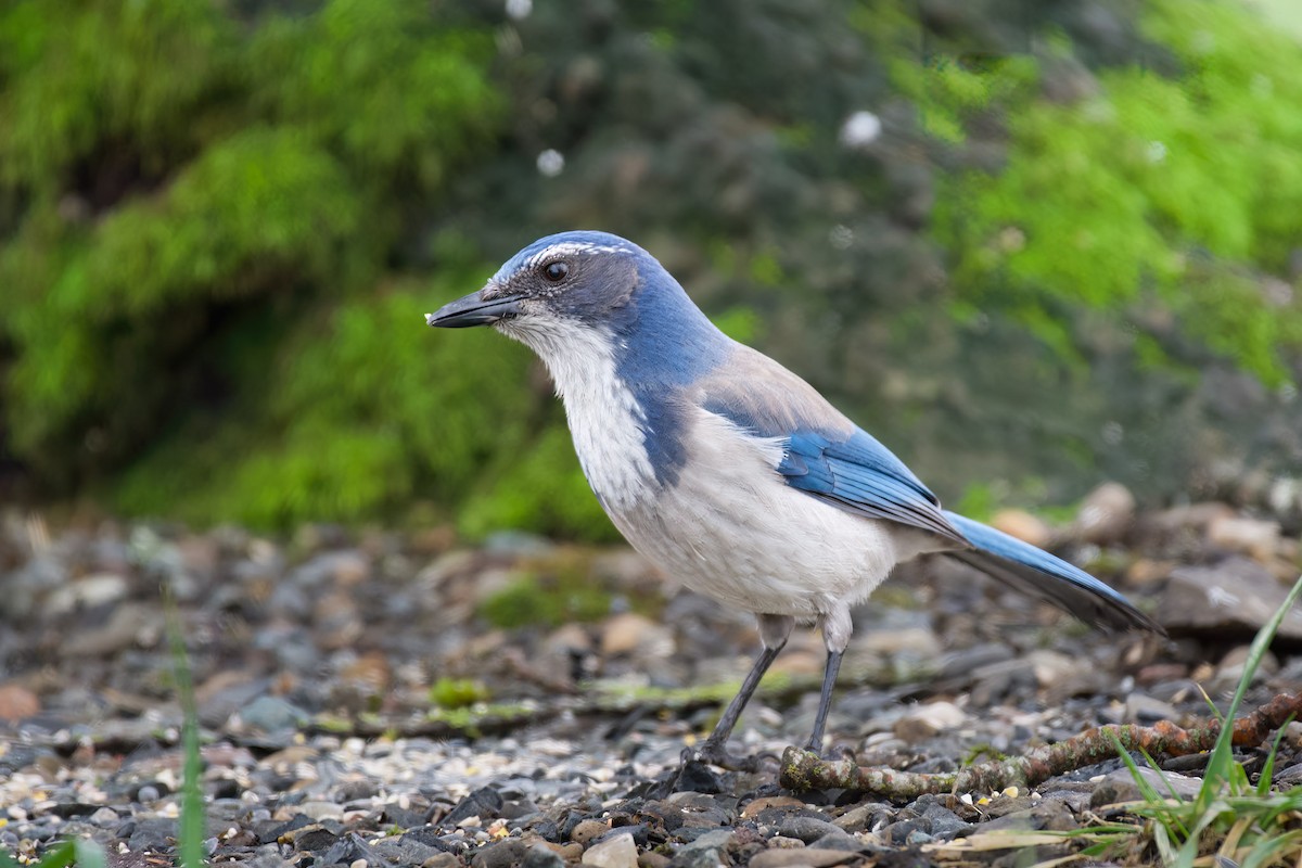 California Scrub-Jay - ML529692681