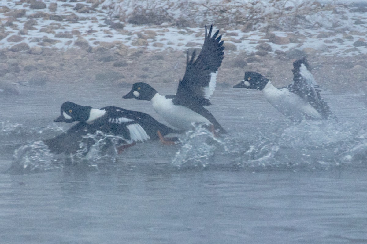 Barrow's Goldeneye - ML529693101