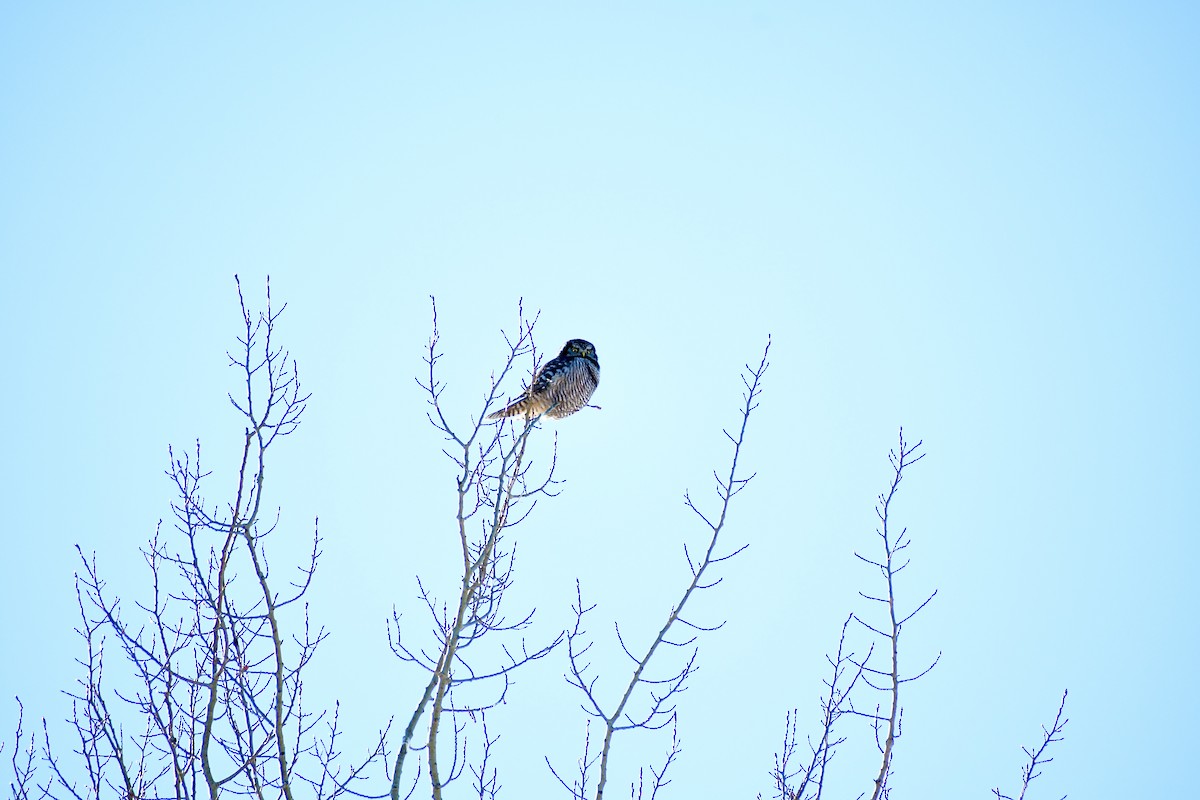 Northern Hawk Owl - ML529693921