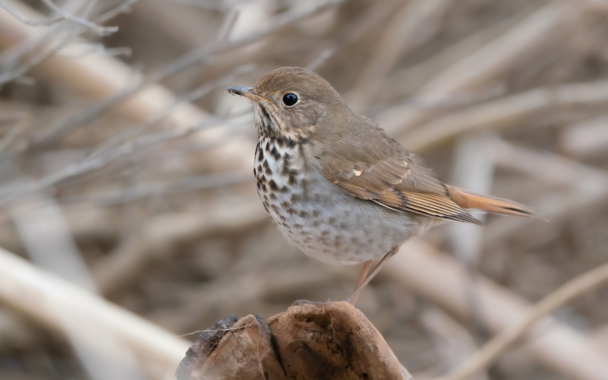 Hermit Thrush - ML529694031