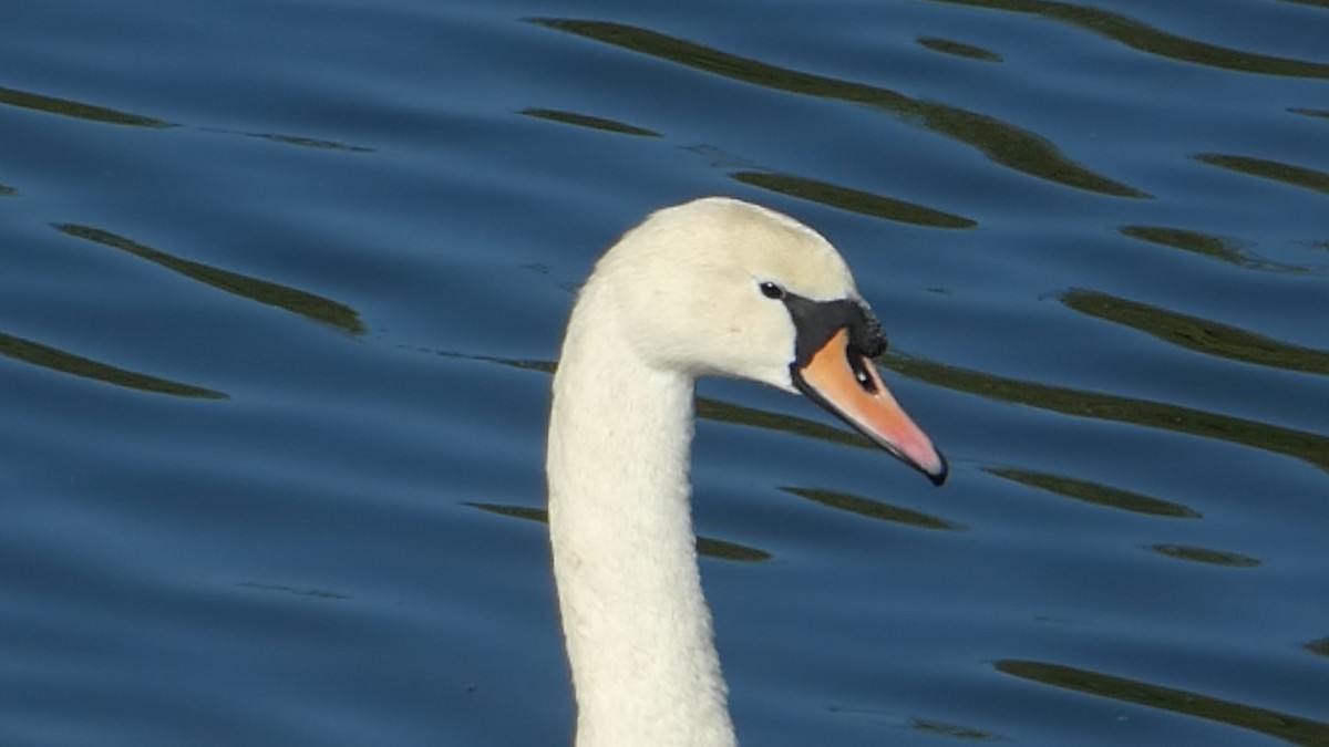 Mute Swan - ML529694771