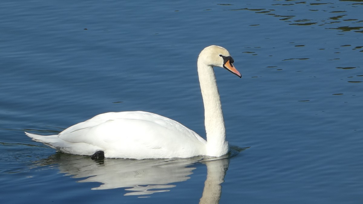 Mute Swan - ML529694781