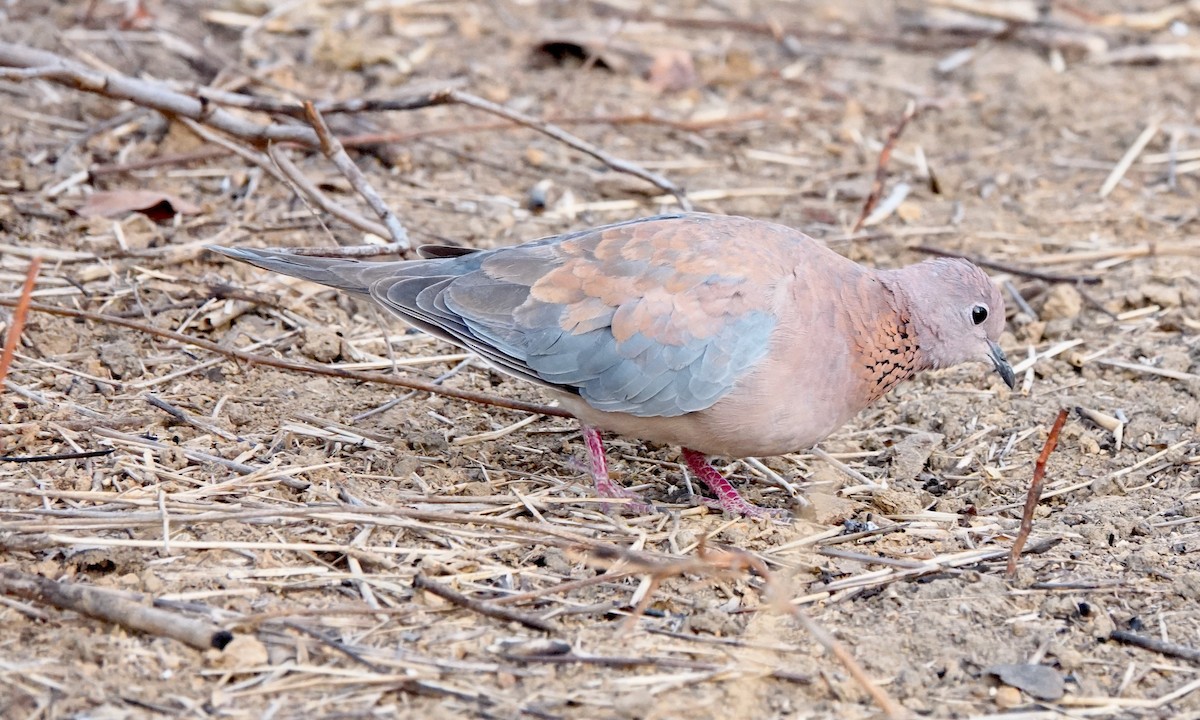 Laughing Dove - ML529695751