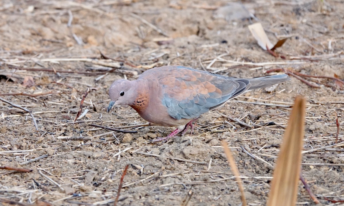 Tórtola Senegalesa - ML529695761