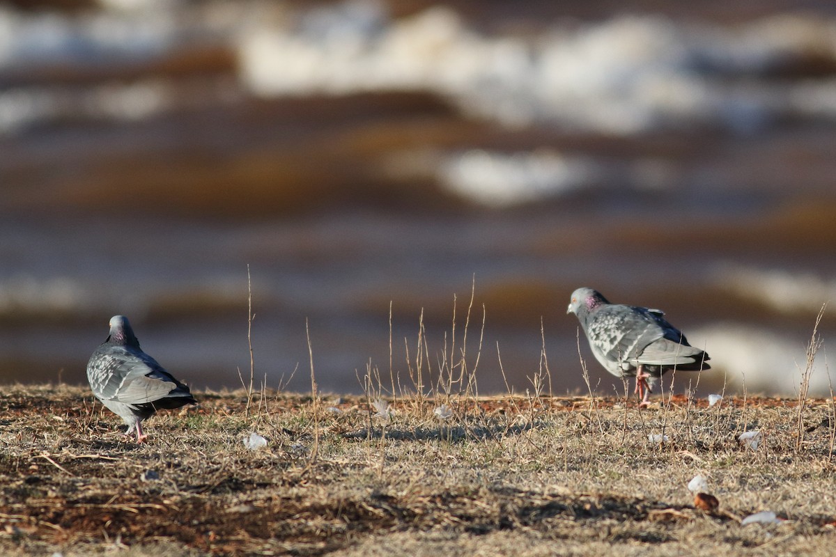 Rock Pigeon (Feral Pigeon) - Richard Stanton
