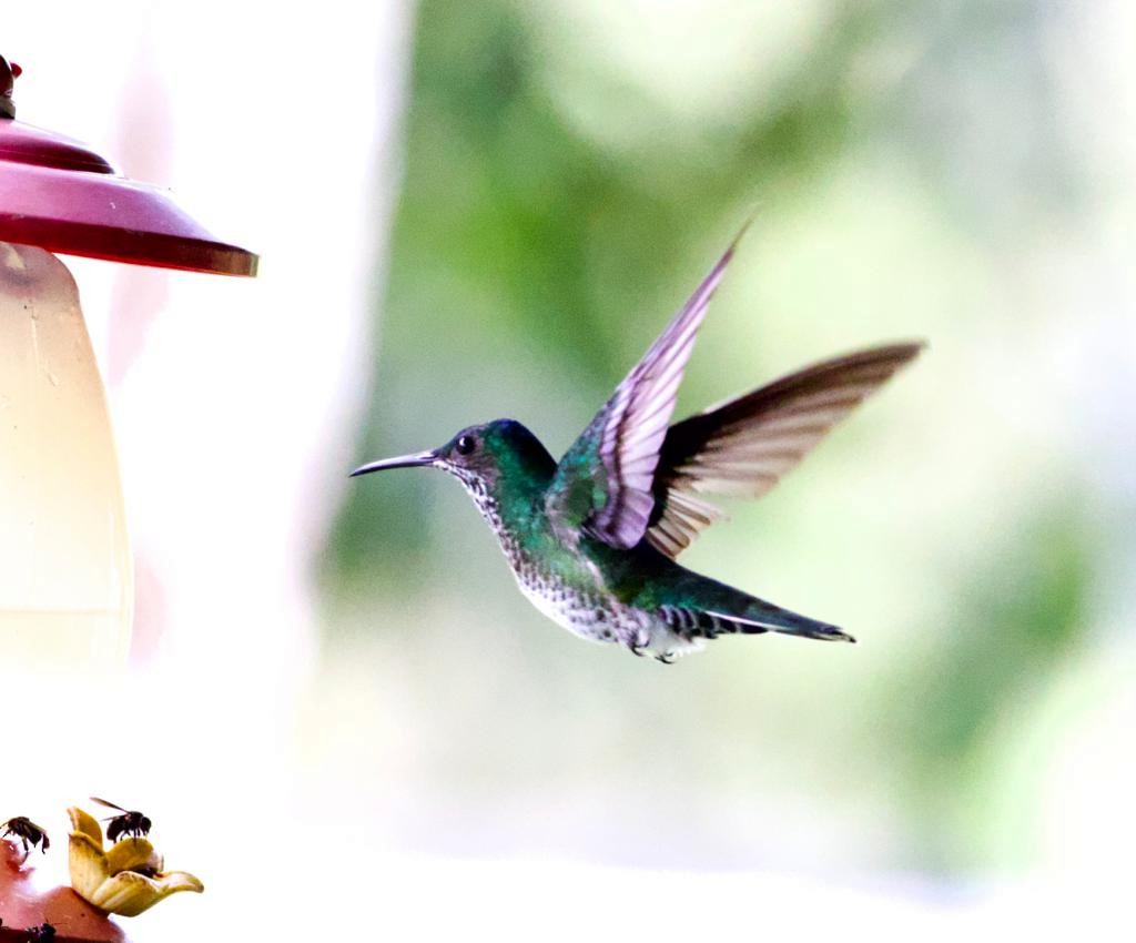 Scaly-breasted Hummingbird - John P Richardson