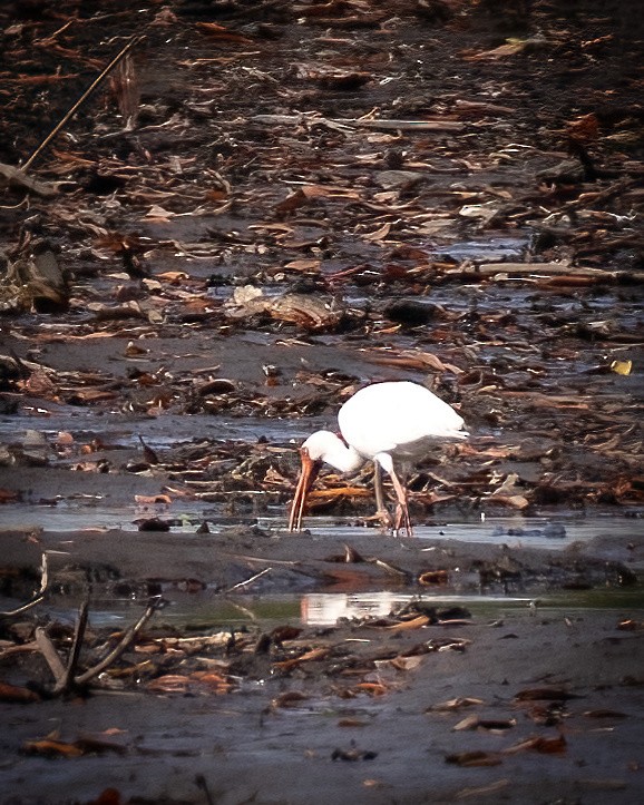 ibis bílý - ML529696961