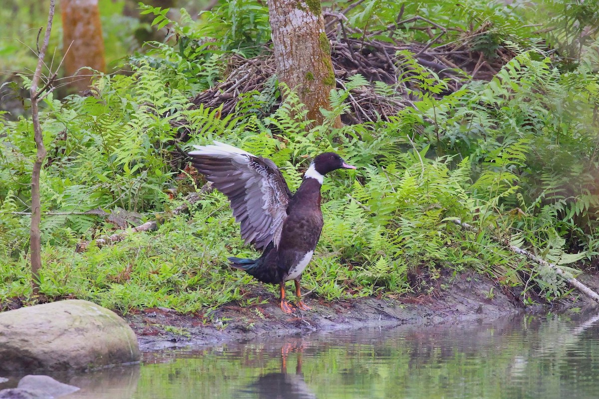 dabbling duck sp. - ML529697061