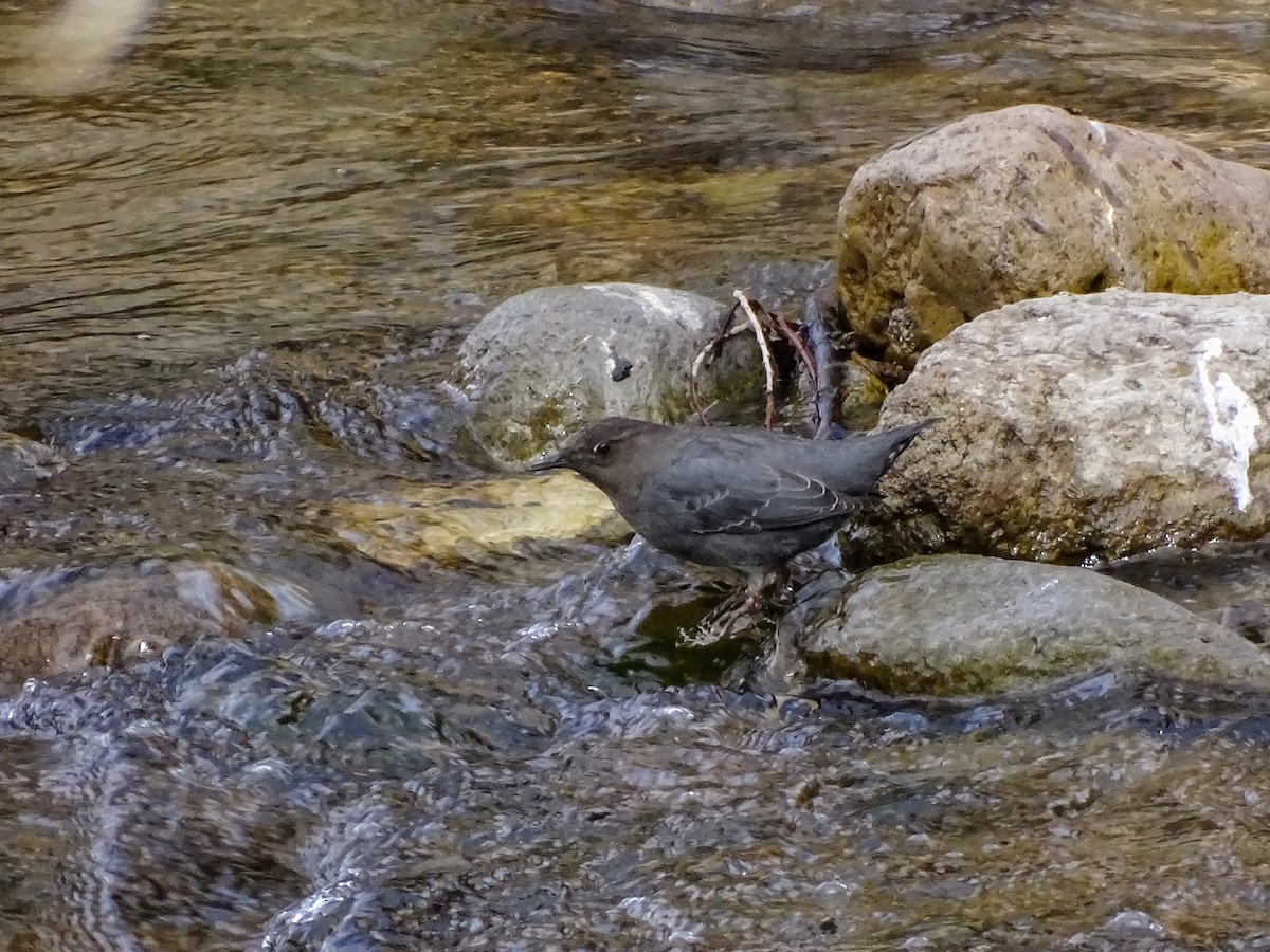 American Dipper - ML529698081