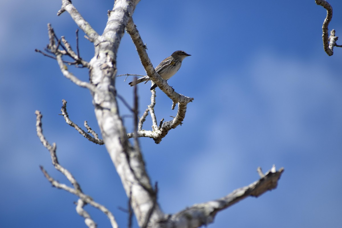 Yellow-rumped Warbler - ML529698861
