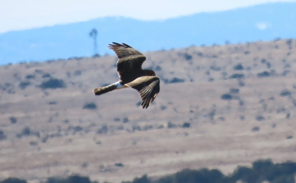 Northern Harrier - ML529699291