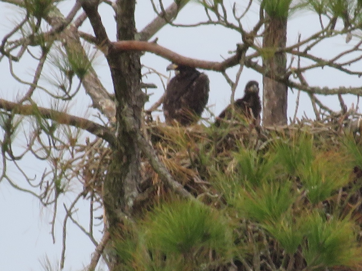 Bald Eagle - ML529699341