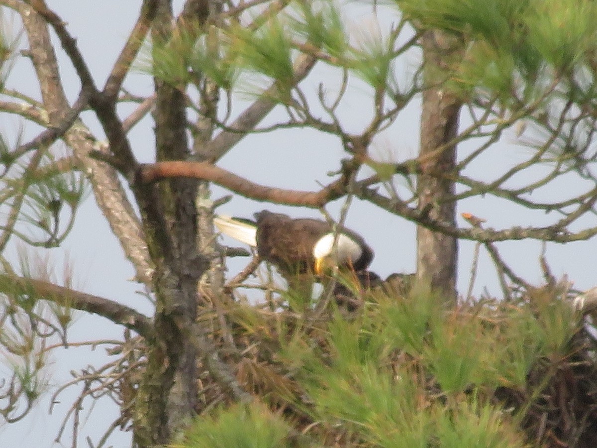 Bald Eagle - ML529699351
