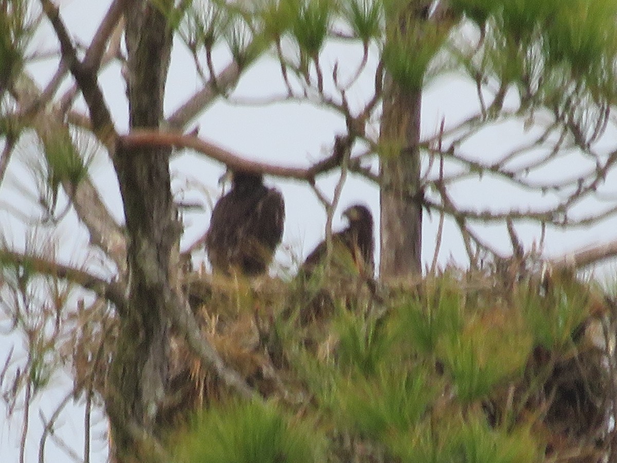 Bald Eagle - ML529699361