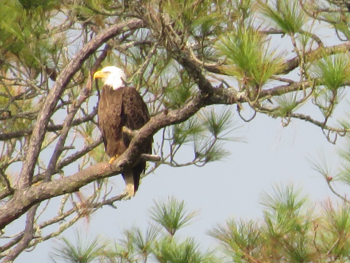 Bald Eagle - ML529699371