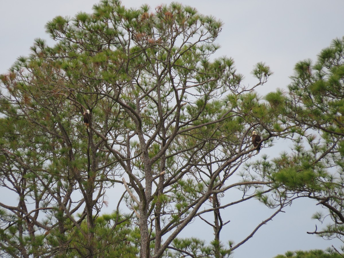 Bald Eagle - ML529699381