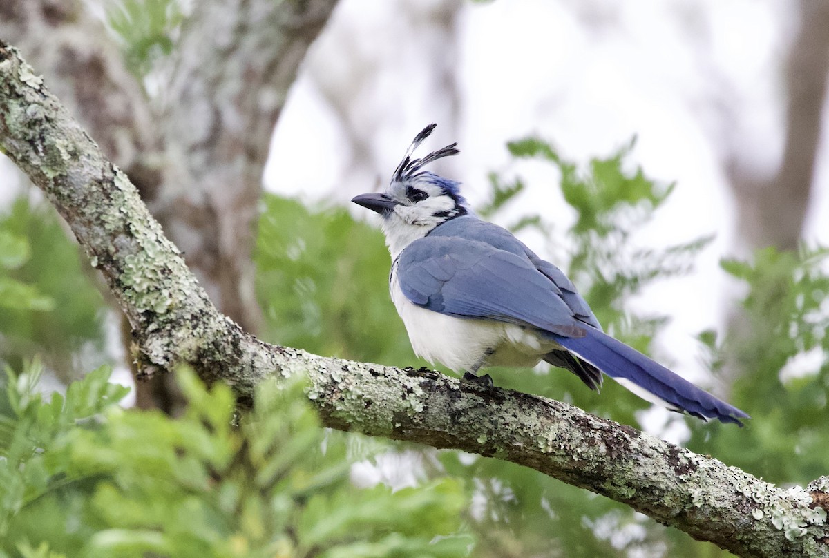 White-throated Magpie-Jay - ML529699821